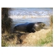 162_Fur Seal.jpg
